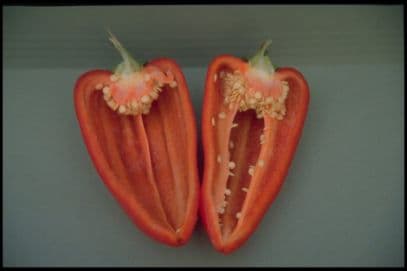 sweet pepper 'Gypsy'