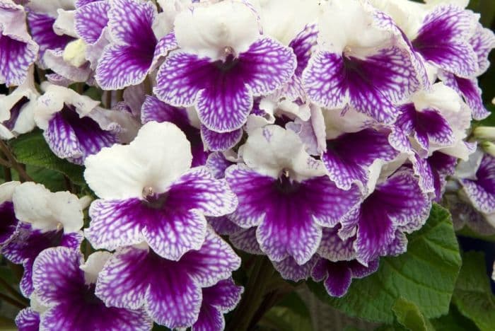 Cape primrose 'Leyla'