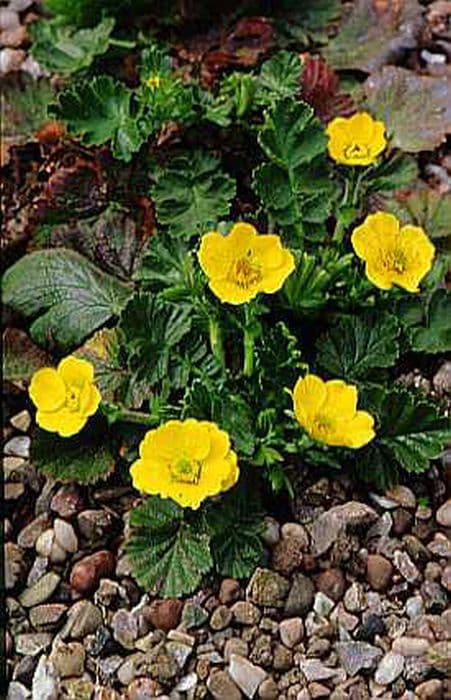 alpine avens