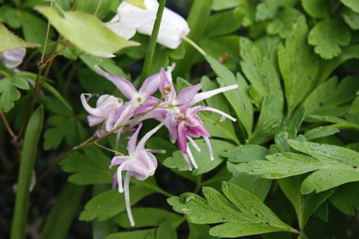 barrenwort 'Red Beauty'