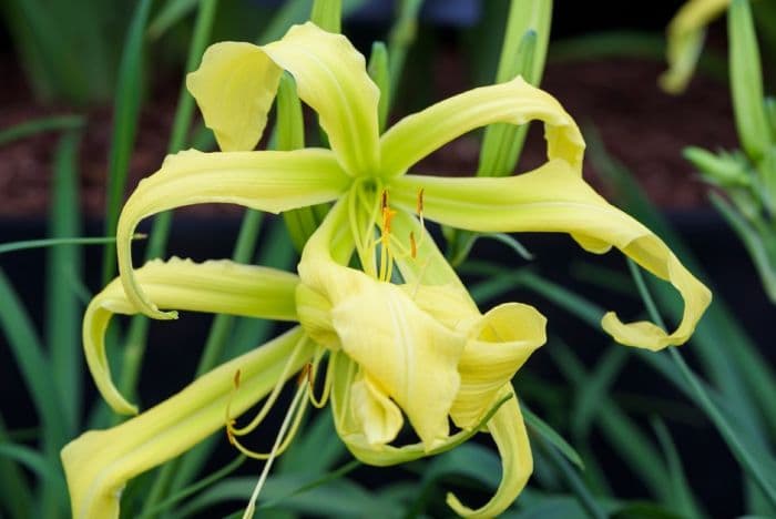 daylily 'Wind Storm'