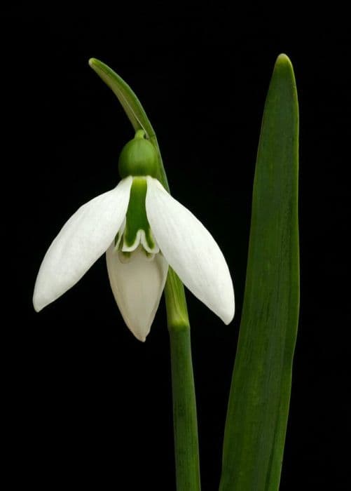 snowdrop 'Cicely Hall'