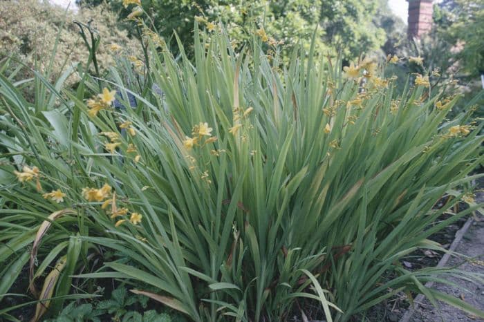 montbretia 'Honey Angels'