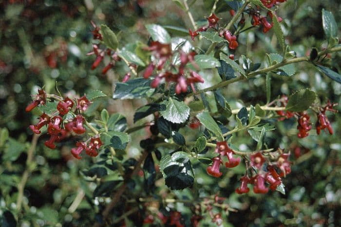 escallonia 'Crimson Spire'