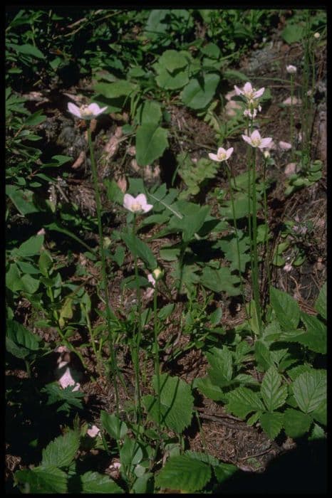 grass of Parnassus