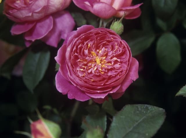 Rose [Benjamin Britten]