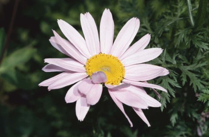 pyrethrum 'Eileen May Robinson'