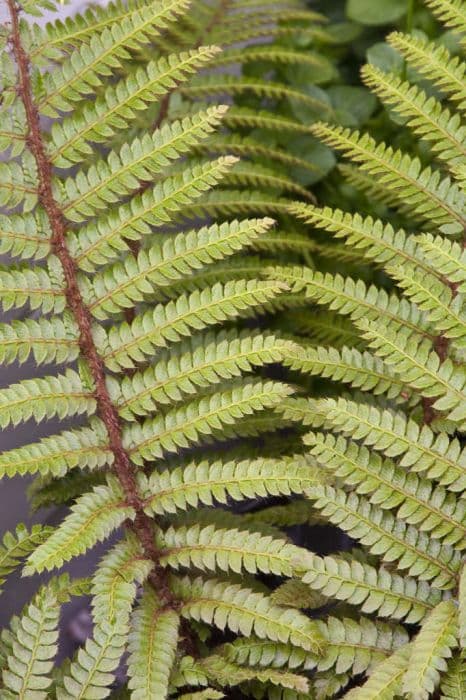 Japanese lace fern