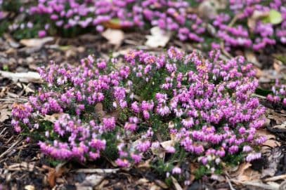 Heather 'Walter Reisert'