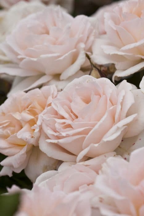 Rose [Chandos Beauty]