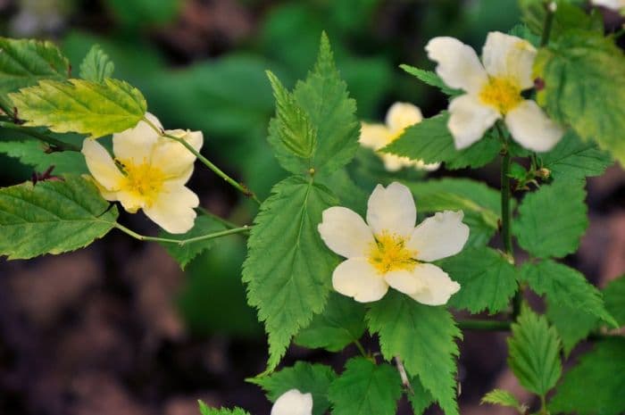 Japanese rose 'Albescens'