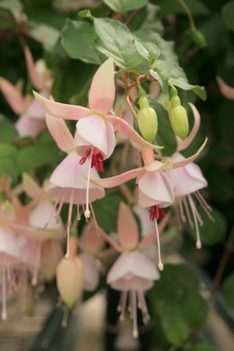 fuchsia 'Carla Johnston'