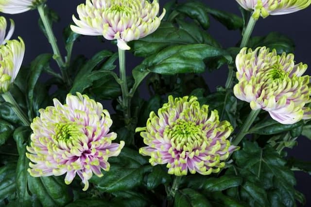 Chrysanthemum 'Rossano Charlotte'