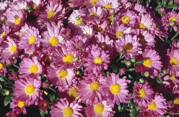 chrysanthemum 'Lautrec'