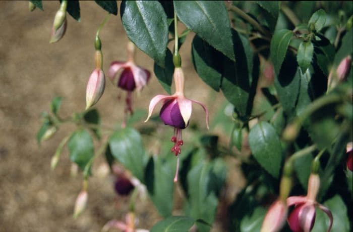 fuchsia 'Chillerton Beauty'