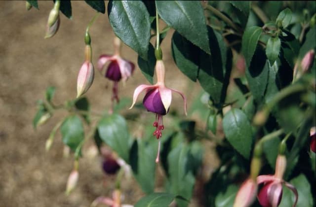 Fuchsia 'Chillerton Beauty'