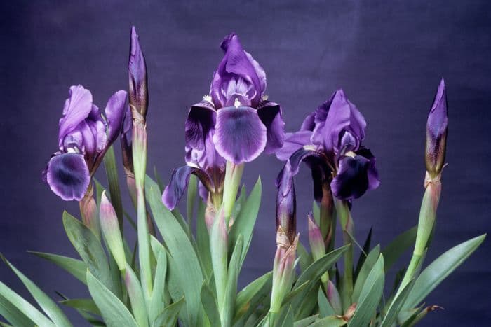 dwarf bearded iris