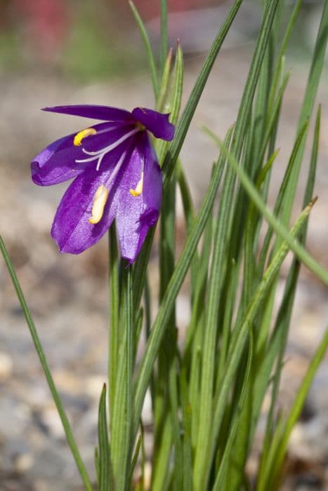 grass widow