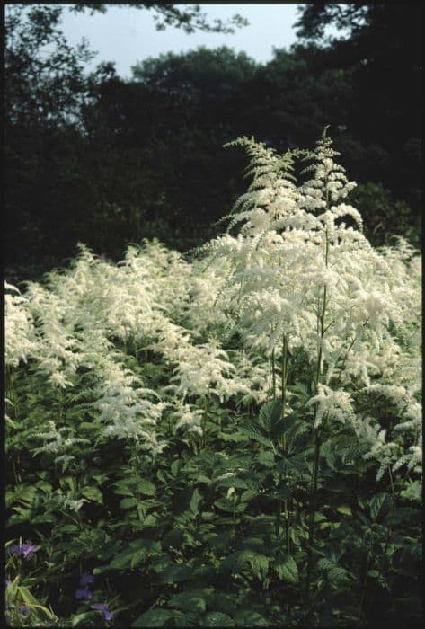 waterside astilbe