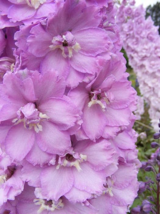 delphinium 'Sweethearts'