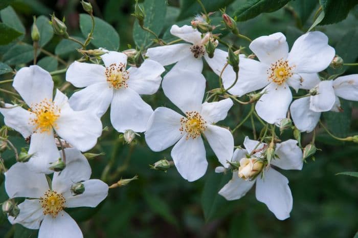 musk rose