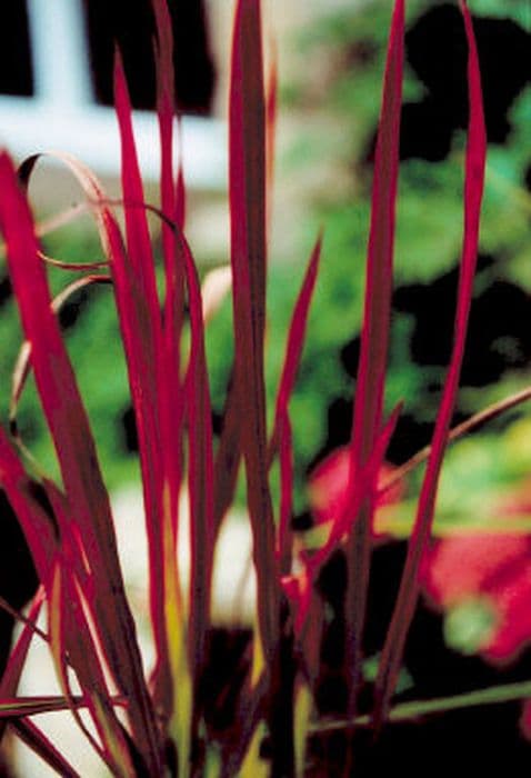 cogon grass 'Rubra'