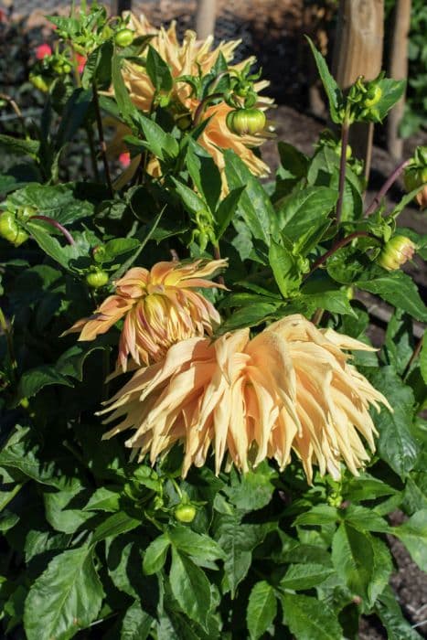 dahlia 'Yellow Sunburst'