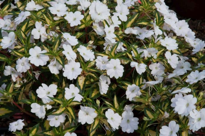 busy lizzie [SunPatiens Spreading Variegated White]