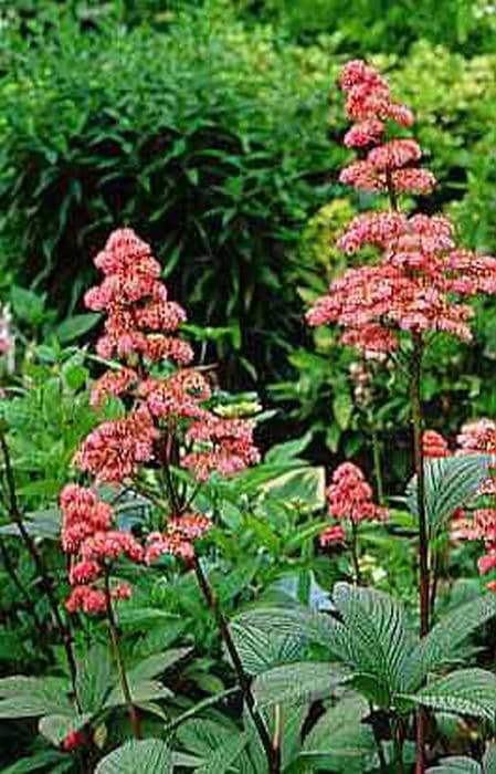 rodgersia 'Superba'