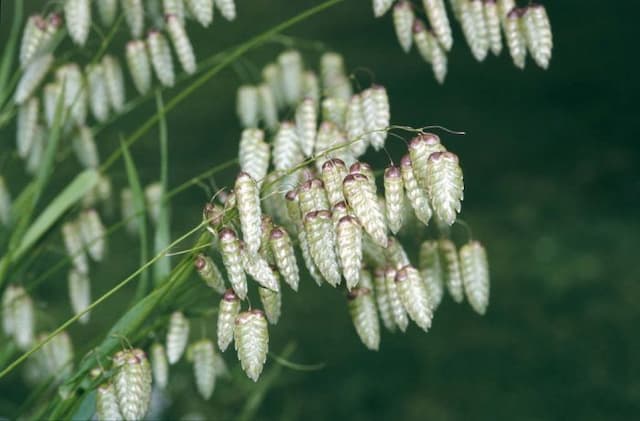 Greater quaking grass