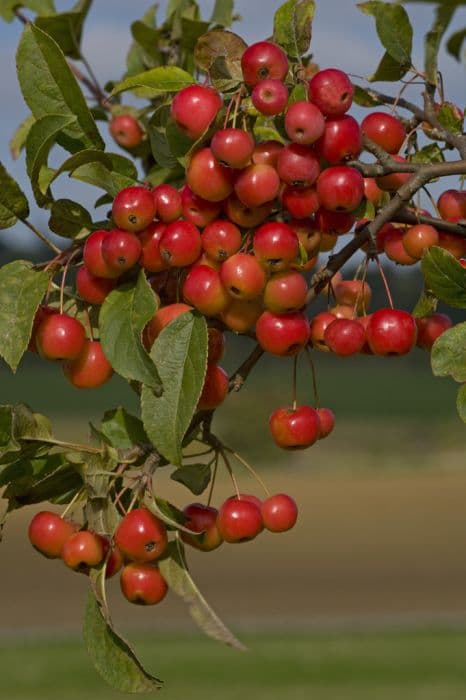 Manchurian Siberian crab apple