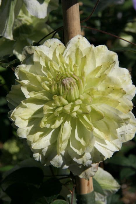 clematis 'Plena'