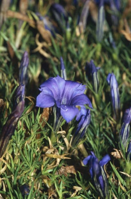 Stevenage gentian