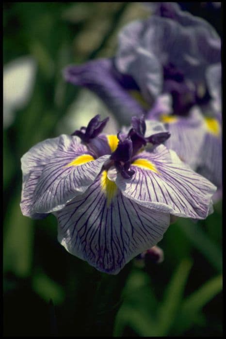 Japanese water iris 'Caprician Butterfly'