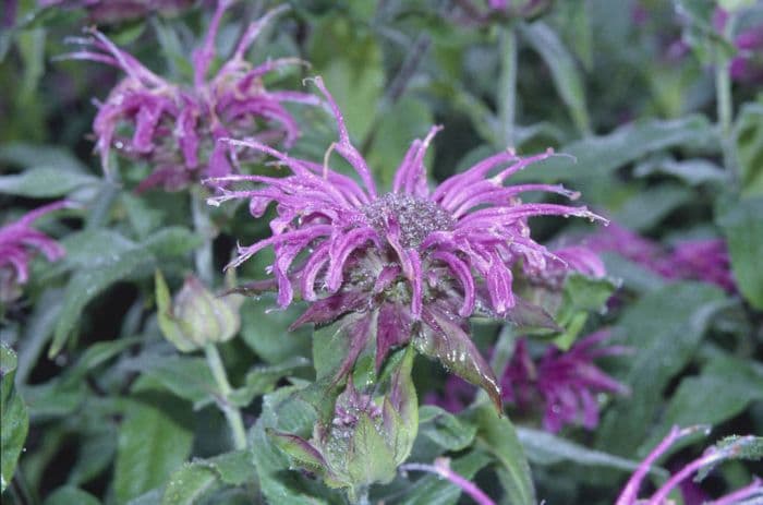 bergamot 'Violet Queen'