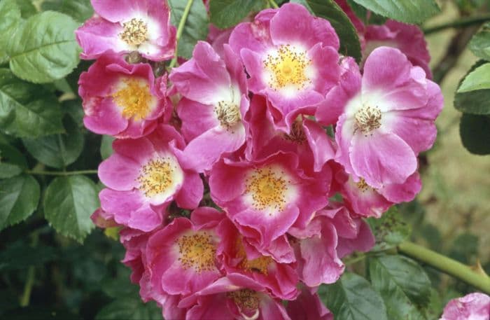 rose 'American Pillar'