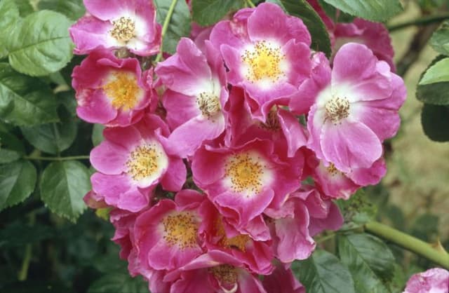 Rose 'American Pillar'