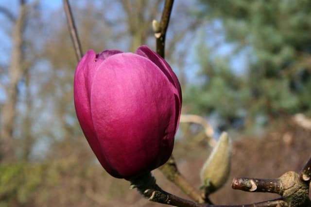 Magnolia [Black Tulip]