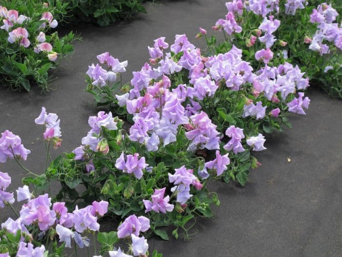 sweet pea 'Lavender Sprite'