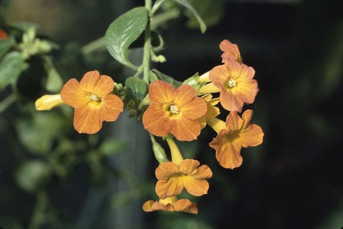 marmalade bush