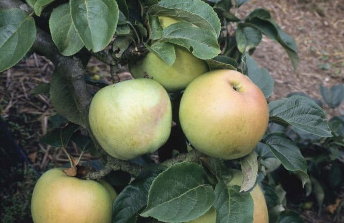 apple 'Arthur Turner'