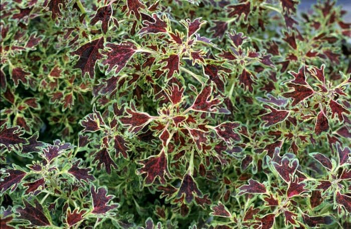 coleus 'Wisley Tapestry'