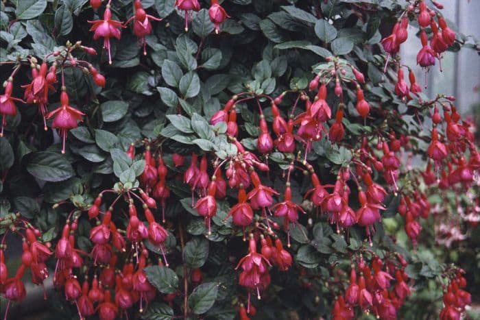 fuchsia 'Monsieur Thibaut'