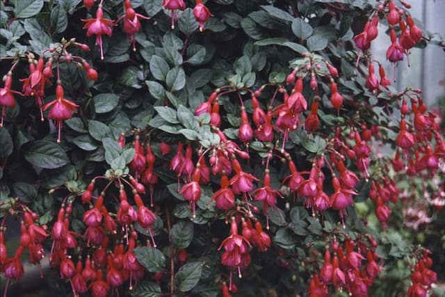 Fuchsia 'Monsieur Thibaut'