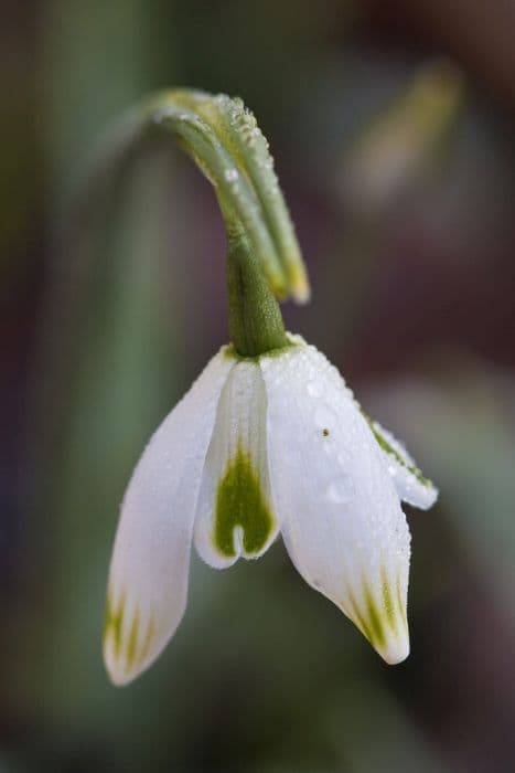 snowdrop 'Hippolyta'