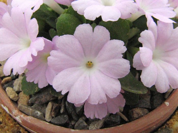 Allioni's primrose 'Anna Griffith'