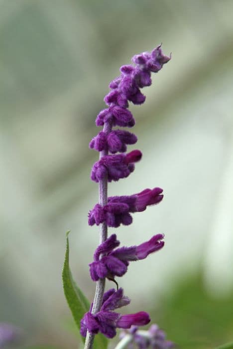 Mexican bush sage 'Purple Velvet'