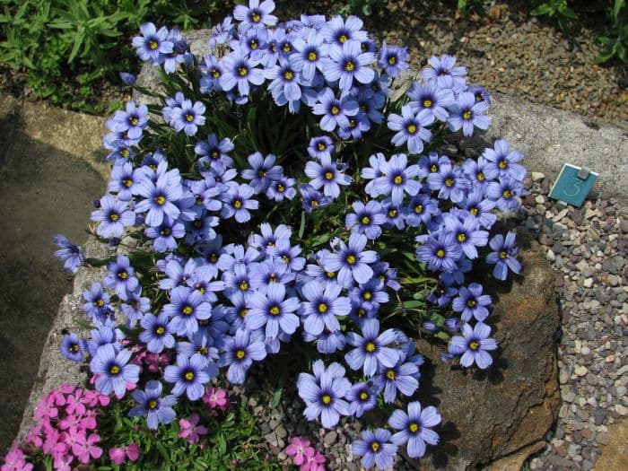 blue-eyed grass 'Devon Skies'