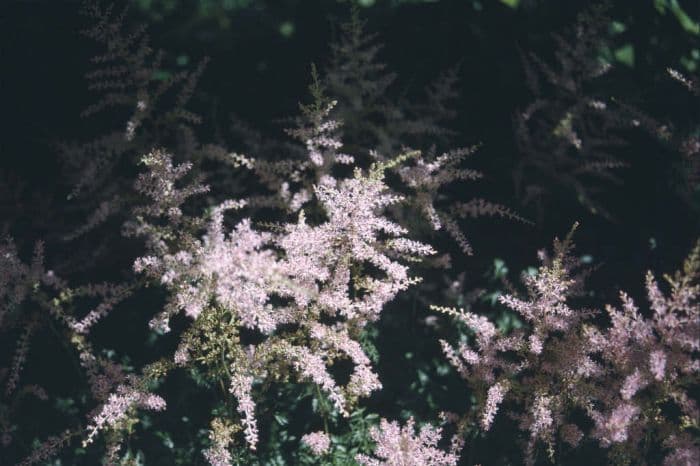 astilbe 'Sprite'