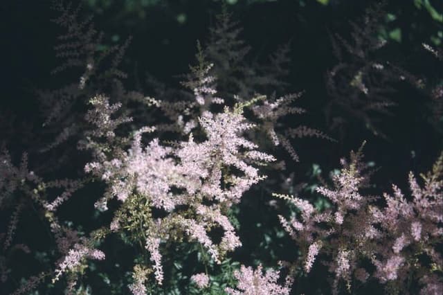 Astilbe 'Sprite'